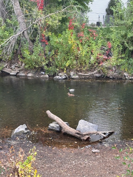 Visited the Ogden Botanic Gardens on my unexpected day in town.